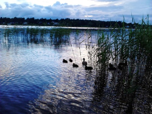 Dyreliv på campingplassen