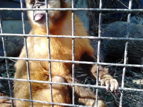 Apekatt i Joboland som rekker tung til fotografen