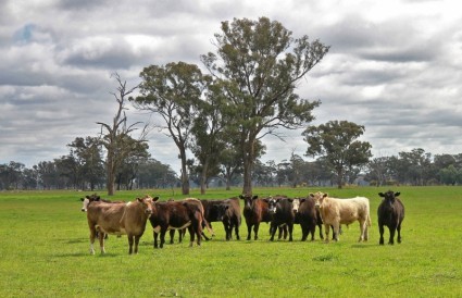 Bobilutleie i Australia, mange opplevelser